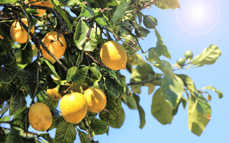 gingembre, citron, miel gingembre, citron, miel