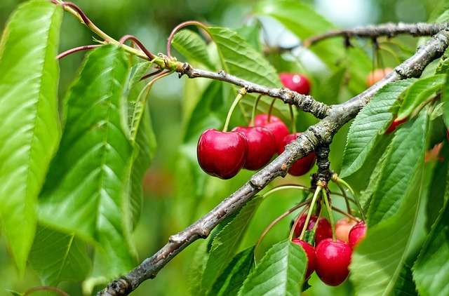 cerises cerises