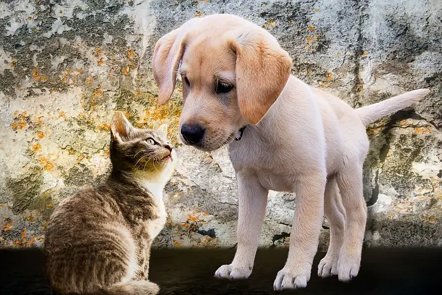 préférence, chien, chat