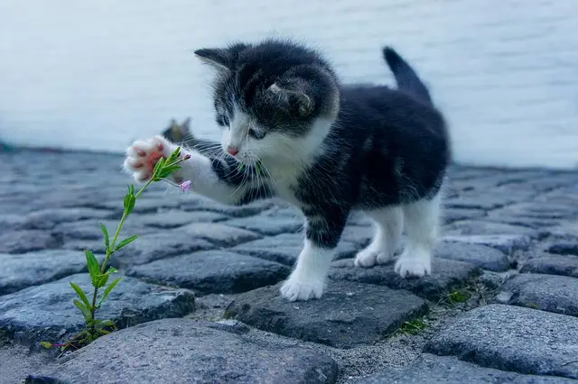 chat, félin, animale chat, félin, animale