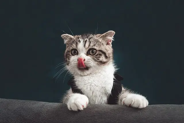 chat, félin, animale