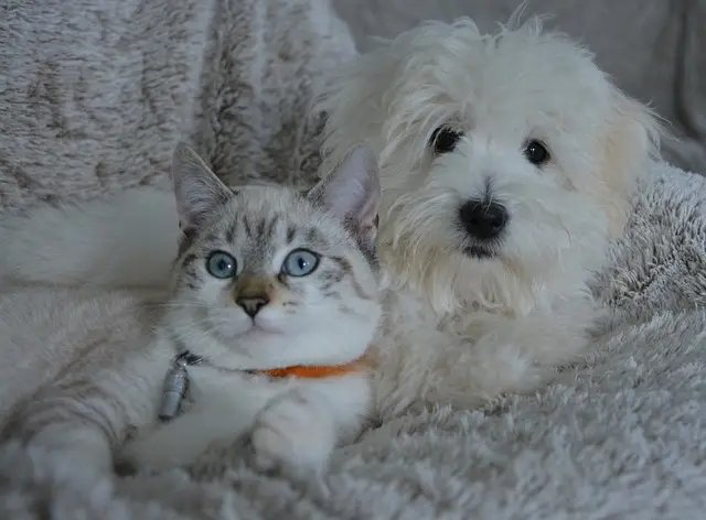 préférence, chien, chat préférence, chien, chat