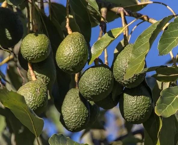 avocat, alimentaire , fruit, nutriment avocat, alimentaire , fruit, nutriment