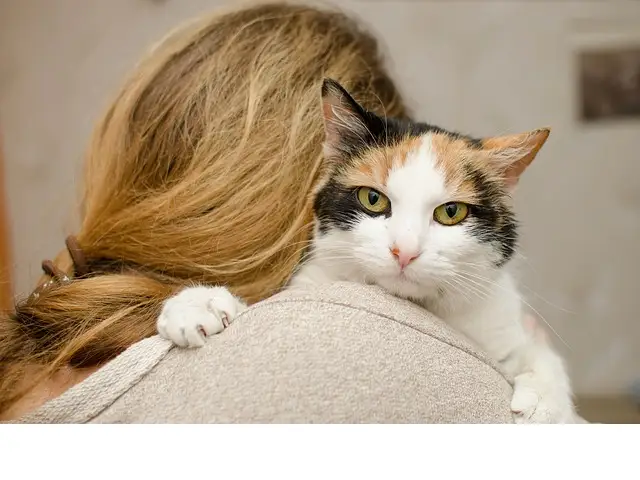 animaux de compagnie, animaux, santé mentale, bienfaits, compagnie animaux de compagnie, animaux, santé mentale, bienfaits, compagnie