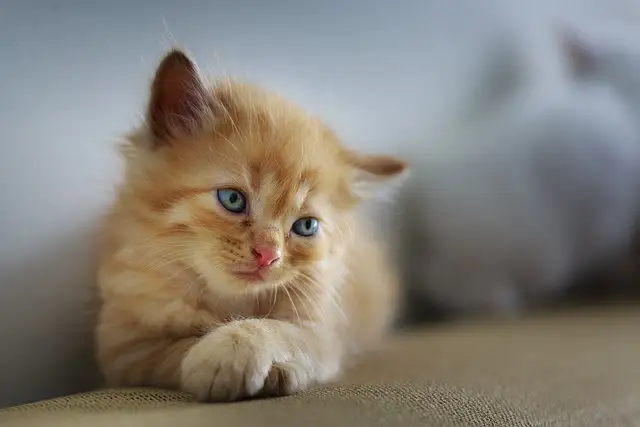 assurance, chien, chat, santé, animale assurance, chien, chat, santé, animale
