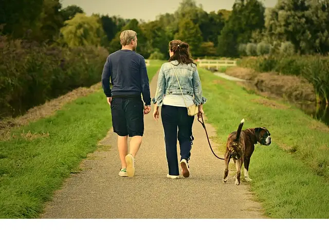 animaux de compagnie, animaux, santé mentale, bienfaits, compagnie animaux de compagnie, animaux, santé mentale, bienfaits, compagnie