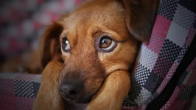 assurance, chien, chat, santé, animale assurance, chien, chat, santé, animale