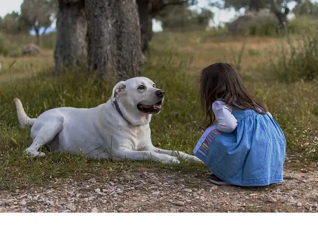 animaux de compagnie, animaux, santé mentale, bienfaits, compagnie animaux de compagnie, animaux, santé mentale, bienfaits, compagnie